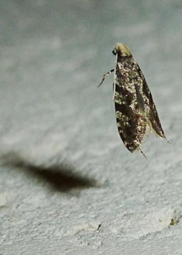 Réf. 200 278 : Nemapogon granella